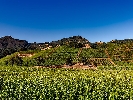 LA RIOJA, VENTA DE BODEGAS PEQUEÑAS Y MEDIANAS